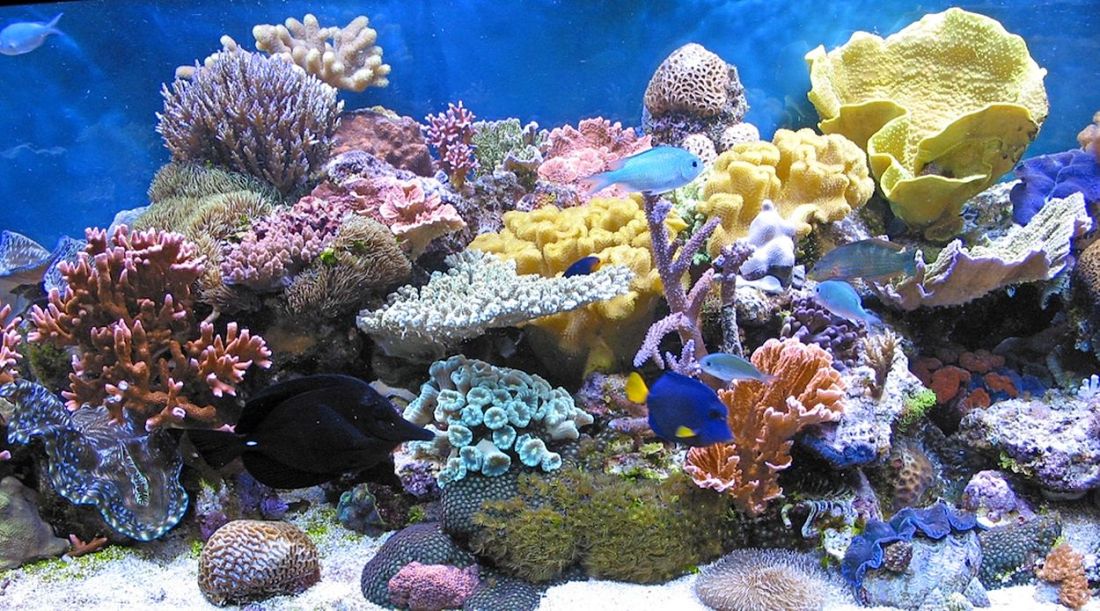 145-korale